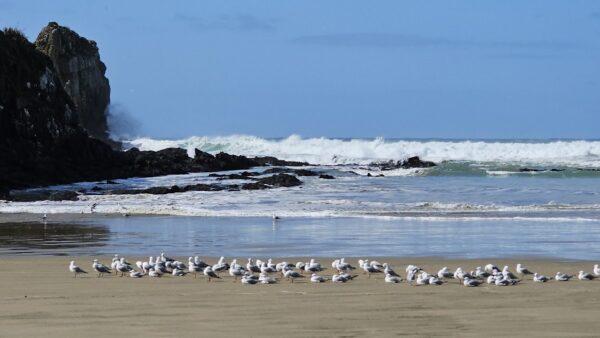 Scenic Otago 2026 Calendar - Image 5